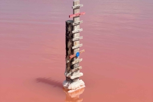 Von Montpellier aus: Camargue und Salzwiesen Geführte Tour