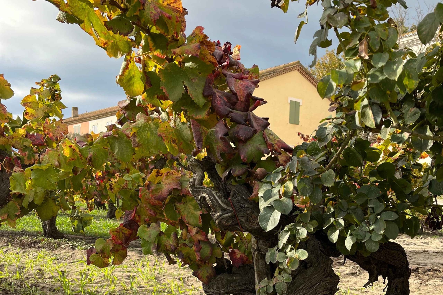 Из Монпелье: Посетите Камарг и Эгю-Мортес