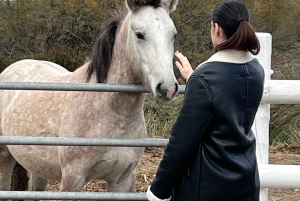 Из Монпелье: Посетите Камарг и Эгю-Мортес
