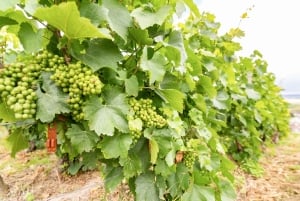 From Paris: Day Trip to Champagne with 8 Tastings & Lunch