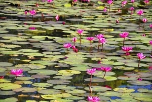 De Paris: Viagem de 1 dia a Giverny com guia de áudio ou guia ao vivo