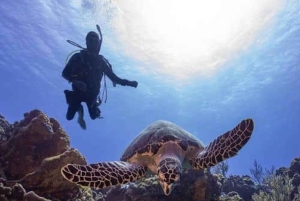 Från Playa del Carmen: Dykäventyr i Cozumel