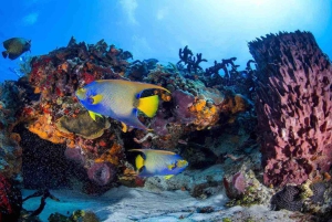 Desde Playa del Carmen Aventura de Buceo en Cozumel