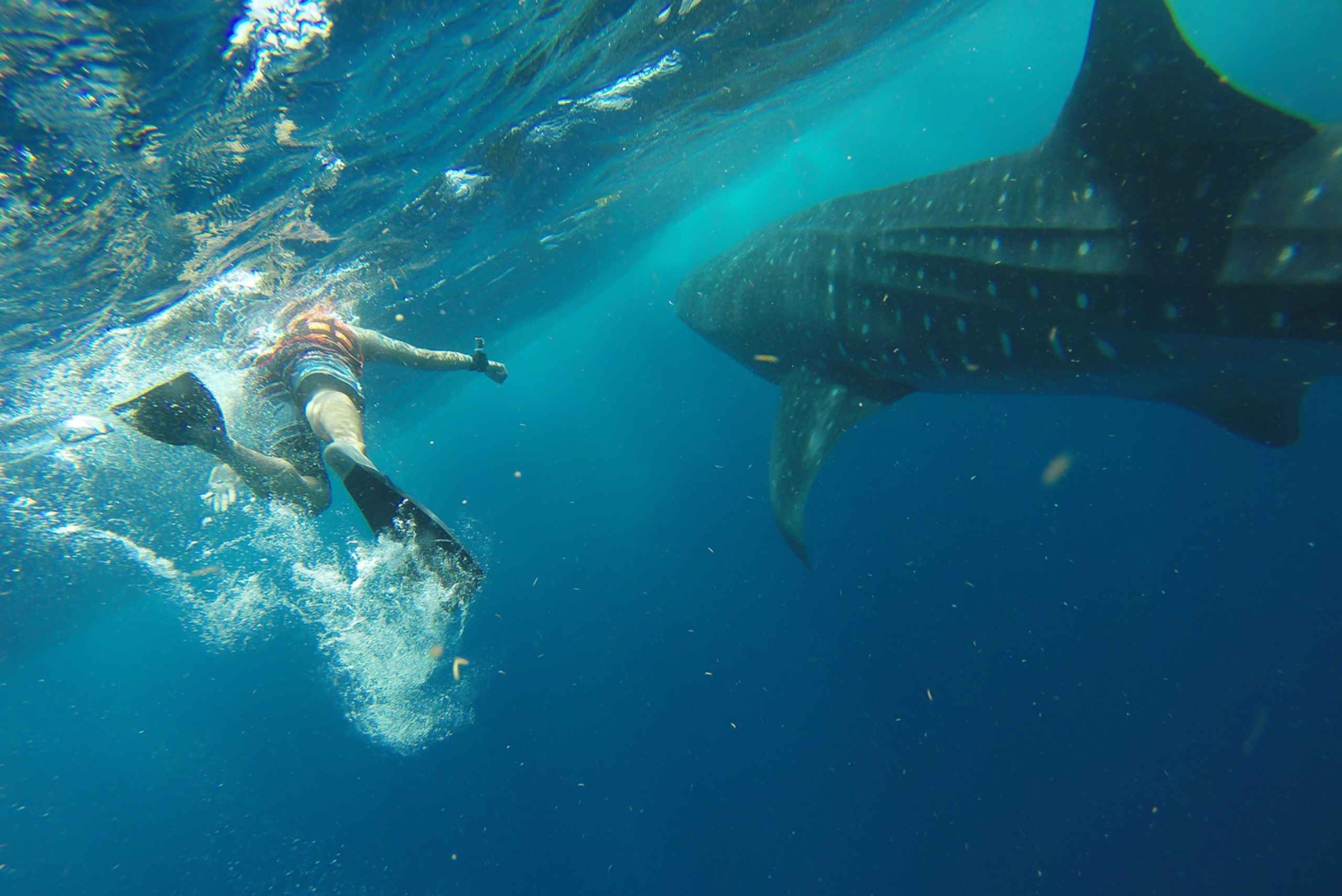 From Playa del Carmen: Whale Shark Tour