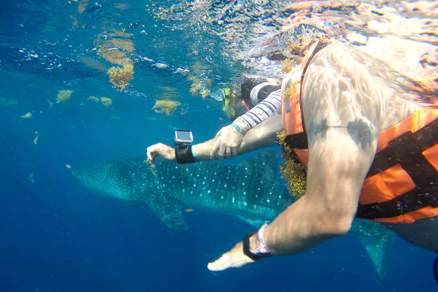 From Playa del Carmen: Whale Shark Tour