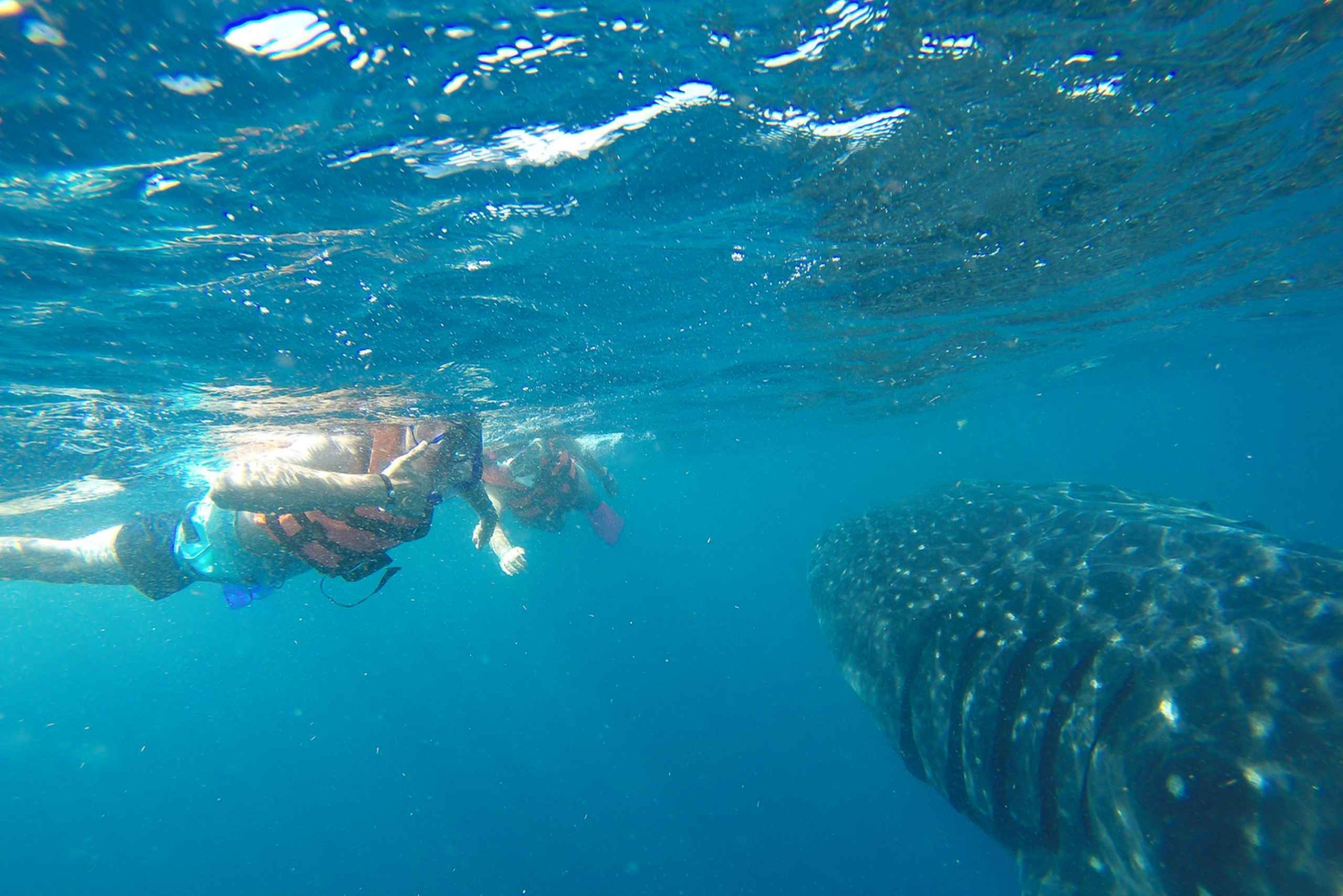 From Playa del Carmen: Whale Shark Tour