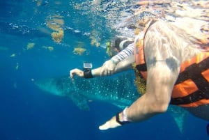 From Playa del Carmen: Whale Shark Tour