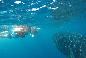 From Playa del Carmen: Whale Shark Tour