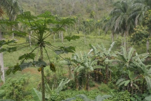 De Punta Cana: Samaná, Cayo Levantado e Cachoeira El Limón