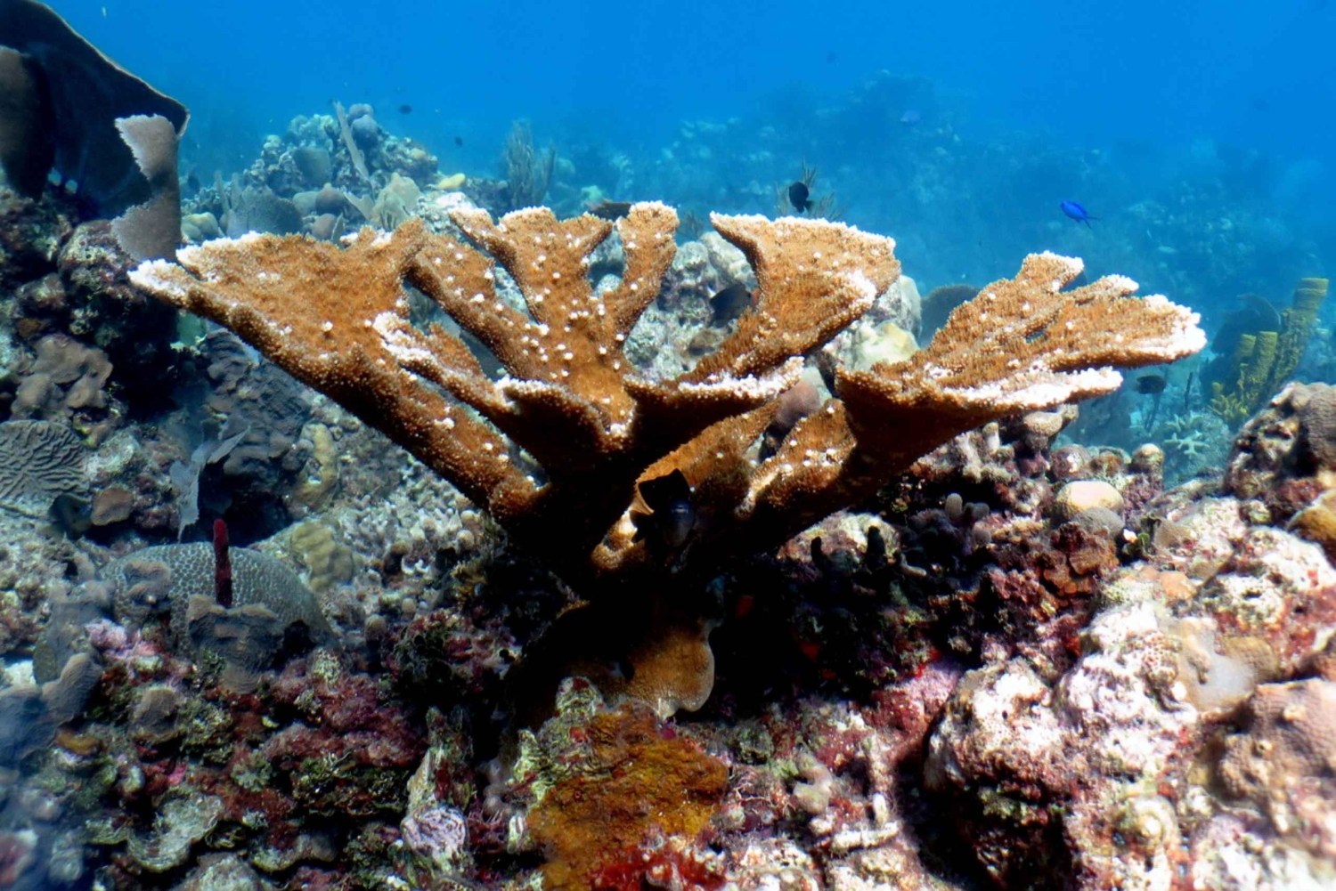 From Punta Cana: Small Group Catalina Island Snorkeling Tour