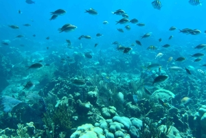 From Punta Cana: Small Group Catalina Island Snorkeling Tour