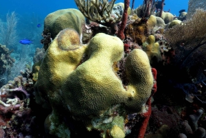 From Punta Cana: Small Group Catalina Island Snorkeling Tour