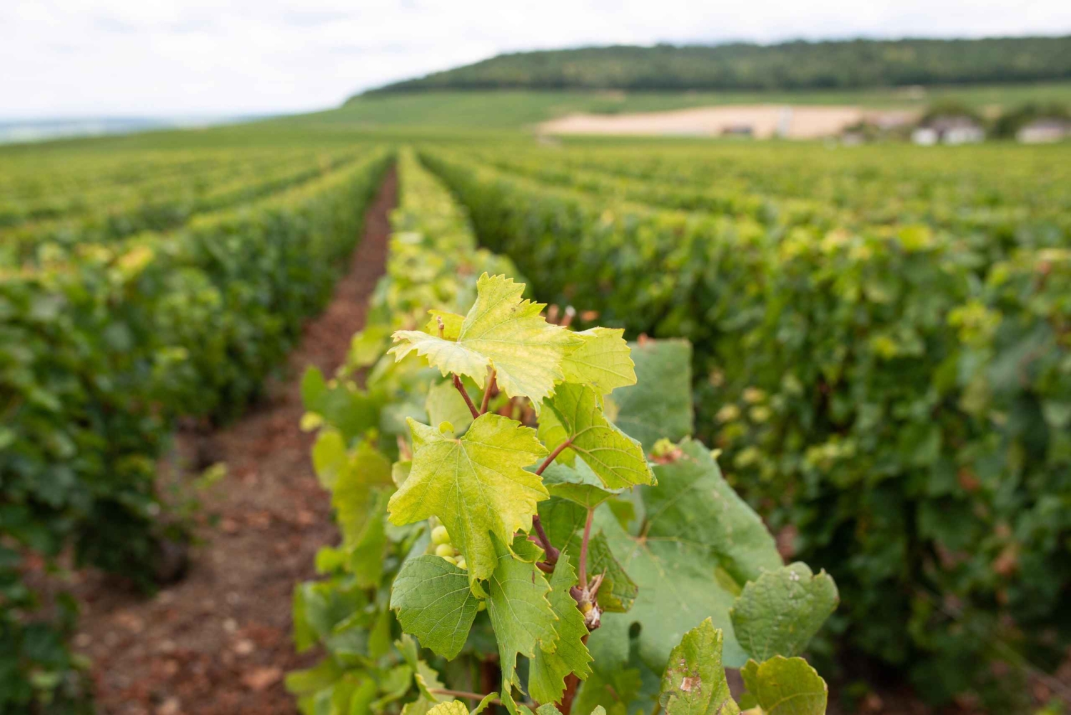 From Reims: Champagne and Family-Run Wineries Tour