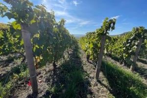 Da Reims/Epernay: Tour di mezza giornata dello Champagne (piccolo gruppo)