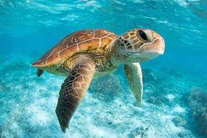 From Riviera Maya: Tulum, Cenote, & Akumal Turtle Swim Trip