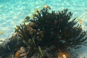 From Riviera Maya: Tulum, Cenote, & Akumal Turtle Swim Trip