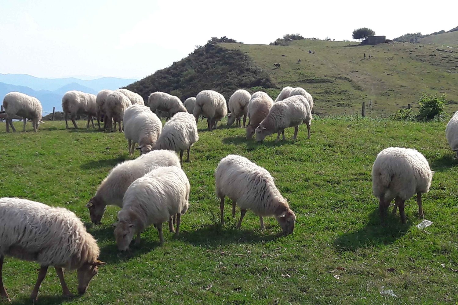 From San Sebastian: French-Basque Countryside Private Tour