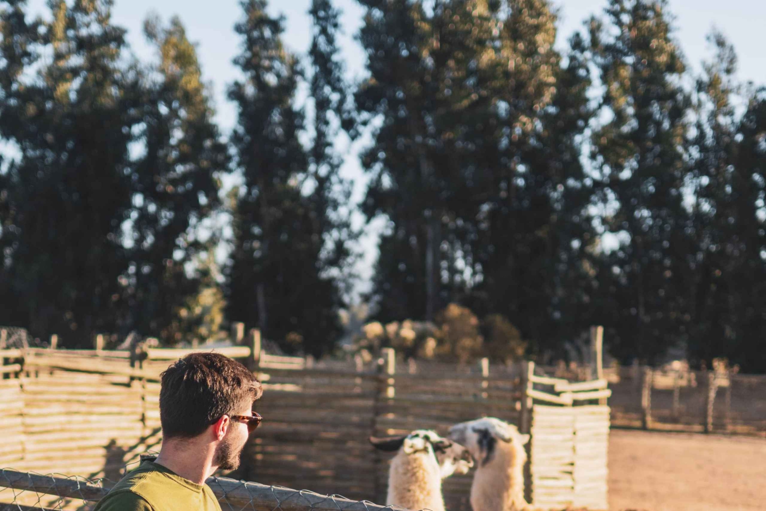 Fra Santiago: Casablanca, Valparaíso, Viña del Mar og Reñaca (kunst og sjø)