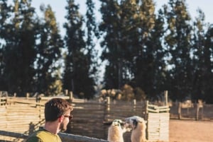 From Santiago: Casablanca, Valparaíso, Viña del Mar and Reñaca (art & sea)