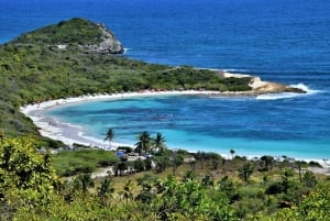 セントジョンズ発：バンで行くハーフムーンベイビーチ半日ツアー