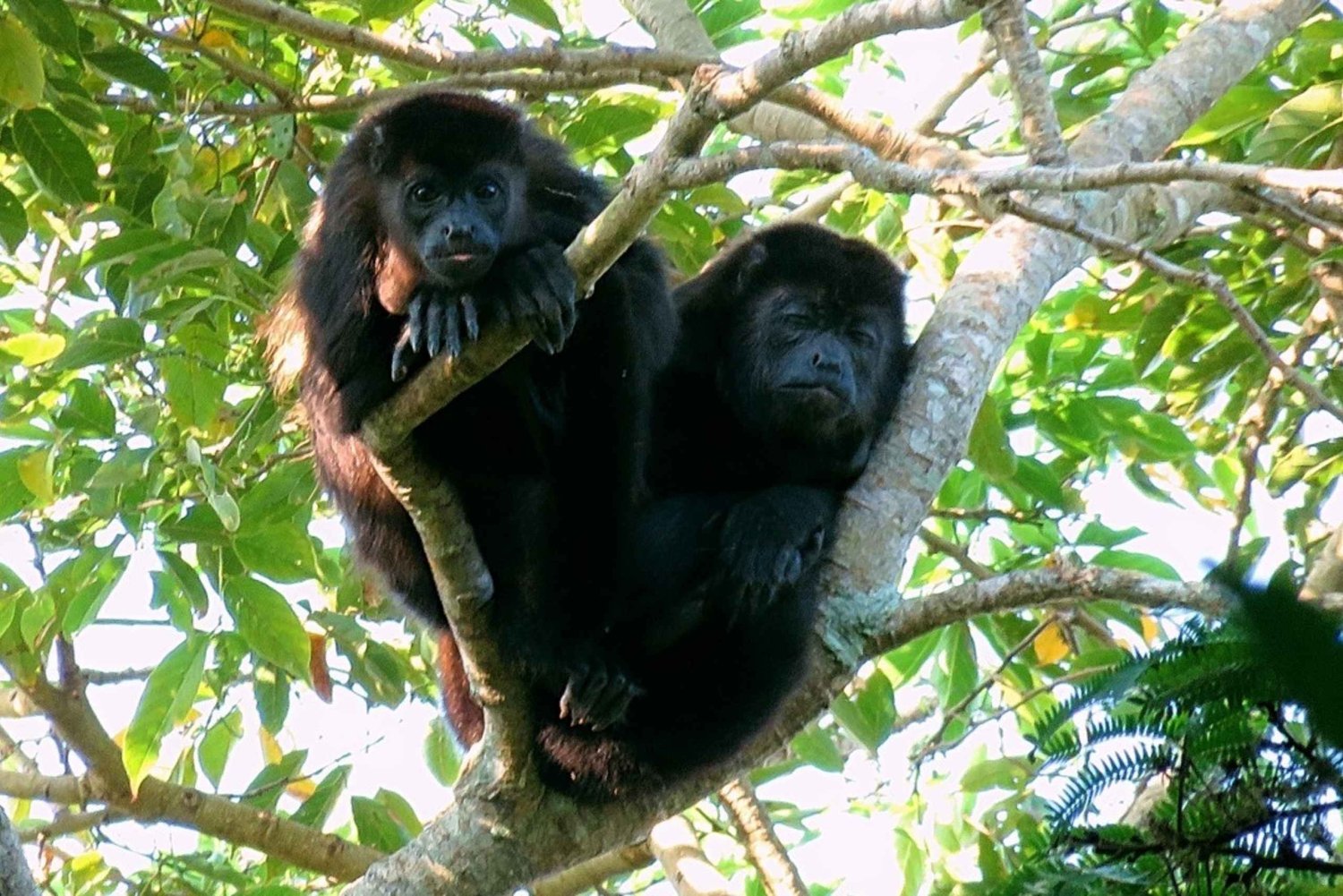 De Veracruz: Catemaco, natureza, cachoeiras e macacos