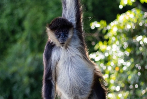 De Veracruz: Catemaco, natureza, cachoeiras e macacos