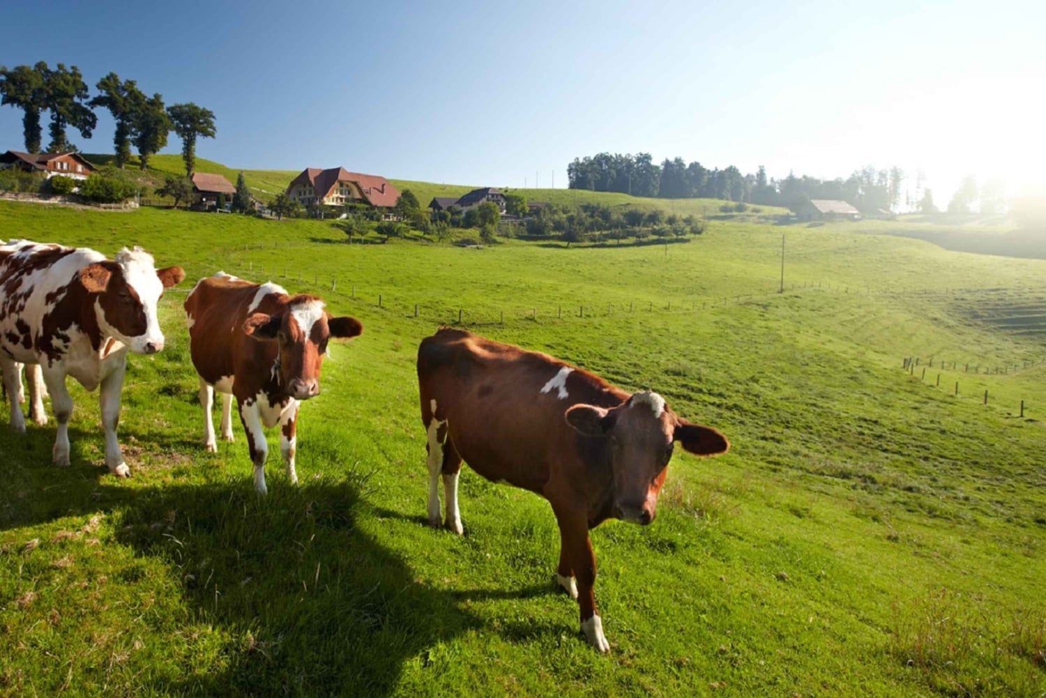 Da Zurigo/Lucerna: gita di un giorno nella capitale e nella campagna di Berna