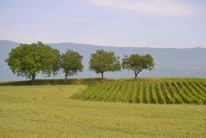 Évadez-vous de Genève Dégustation de vins Apéritif, château en vélo électrique