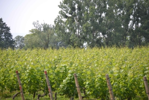 Évadez-vous de Genève Dégustation de vins Apéritif, château en vélo électrique