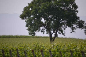 Évadez-vous de Genève Dégustation de vins Apéritif, château en vélo électrique