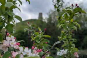 Glastonbury : visite guidée d'Avalon avec un chaman celtique