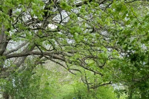 Glastonbury : visite guidée d'Avalon avec un chaman celtique