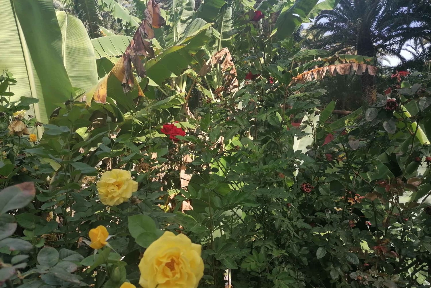 Gran Canaria: Camel Ride at Camel Safari Park