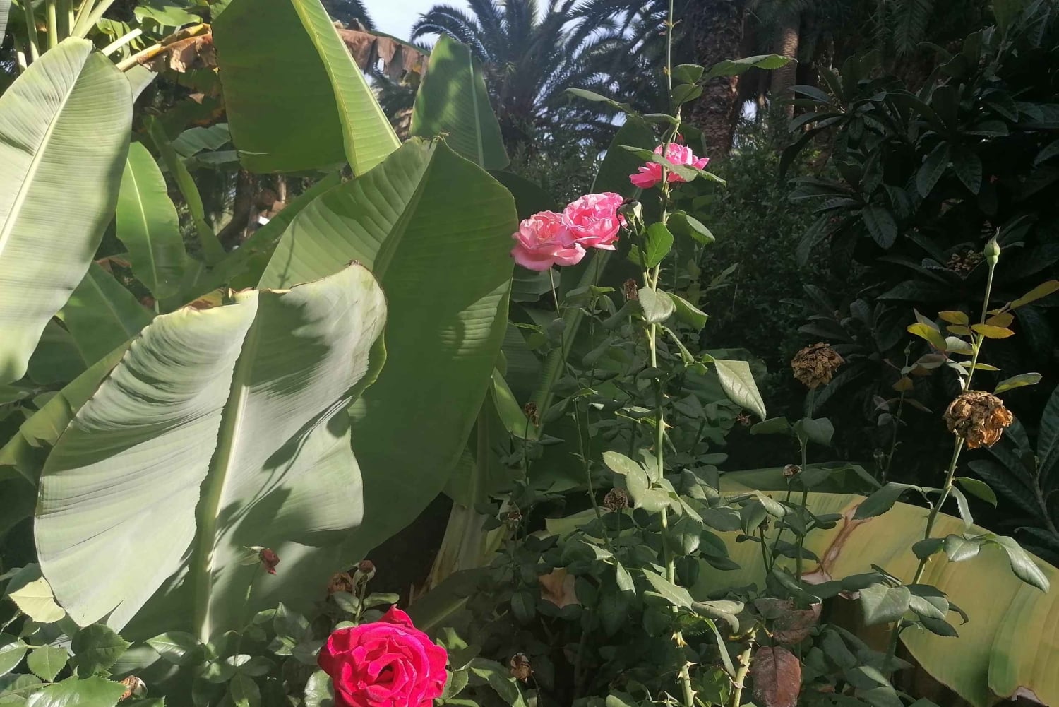 Gran Canaria: Camel Ride at Camel Safari Park