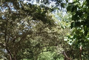 グアナカステ: カーニャス ドゥルセスのハイキングと川 - リンコン デ ラ ビエハ