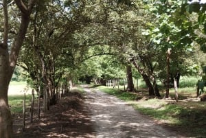 グアナカステ: カーニャス ドゥルセスのハイキングと川 - リンコン デ ラ ビエハ