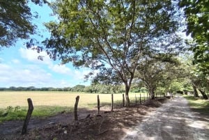 グアナカステ: カーニャス ドゥルセスのハイキングと川 - リンコン デ ラ ビエハ