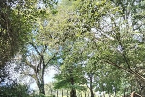 グアナカステ: カーニャス ドゥルセスのハイキングと川 - リンコン デ ラ ビエハ