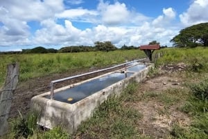 グアナカステ: カーニャス ドゥルセスのハイキングと川 - リンコン デ ラ ビエハ