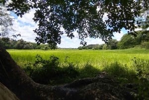 グアナカステ: カーニャス ドゥルセスのハイキングと川 - リンコン デ ラ ビエハ