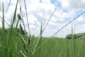 グアナカステ: カーニャス ドゥルセスのハイキングと川 - リンコン デ ラ ビエハ