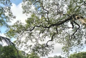 グアナカステ: カーニャス ドゥルセスのハイキングと川 - リンコン デ ラ ビエハ