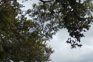 グアナカステ: カーニャス ドゥルセスのハイキングと川 - リンコン デ ラ ビエハ