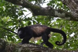 Guanacaste: Deluxe Combo-opplevelse på Rincón de la Vieja