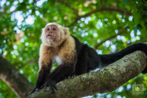 Guanacaste: Palo Verde Boat Tours