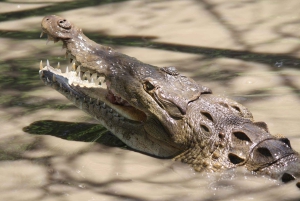 Guanacaste: Palo Verde Boat Tours