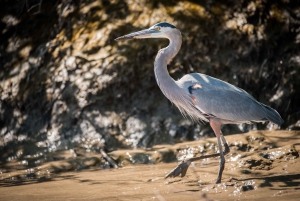 グアナカステ：パロ ベルデ ボート ツアー
