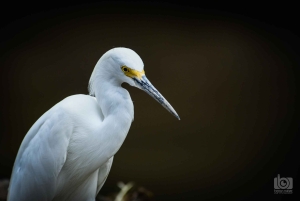 Guanacaste: Palo Verde Boat Tours