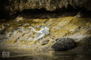 Guanacaste: Palo Verde Boat Tours