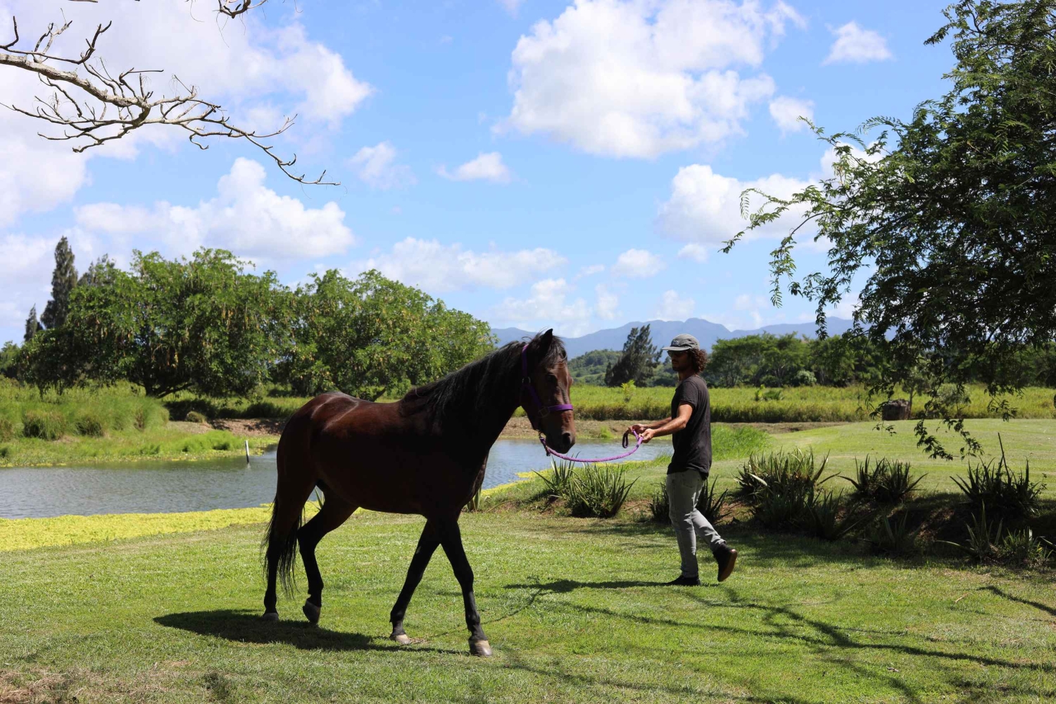 Hacienda Campo Rico: 2 timers historie og hestedemonstration